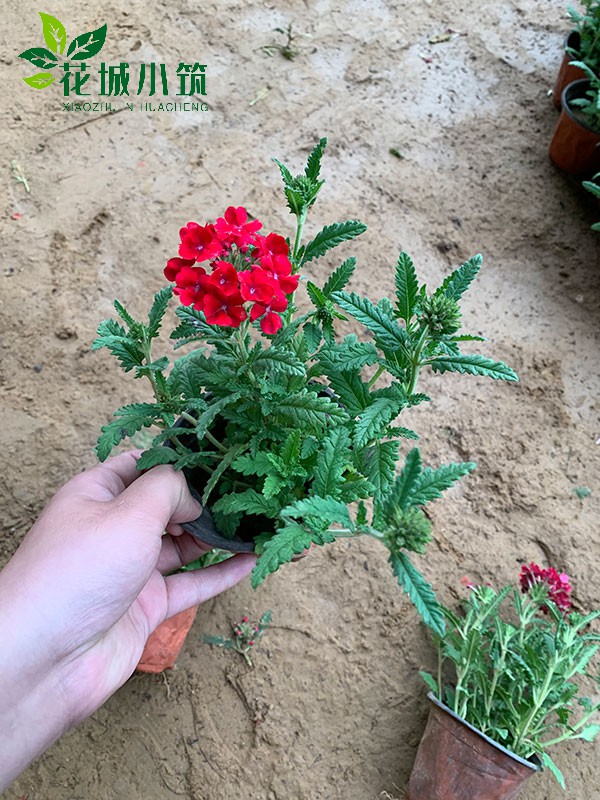 草花美女櫻