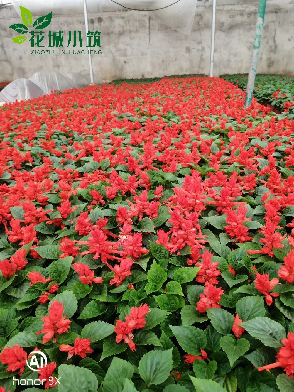 一串紅