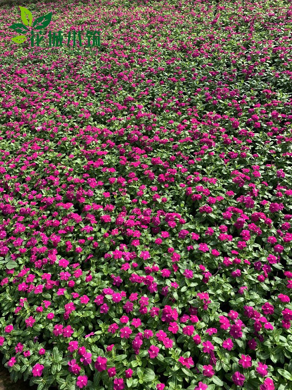 長春花（天天開）