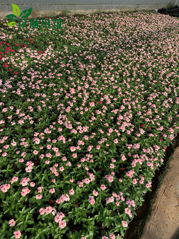 長春花（天天開）