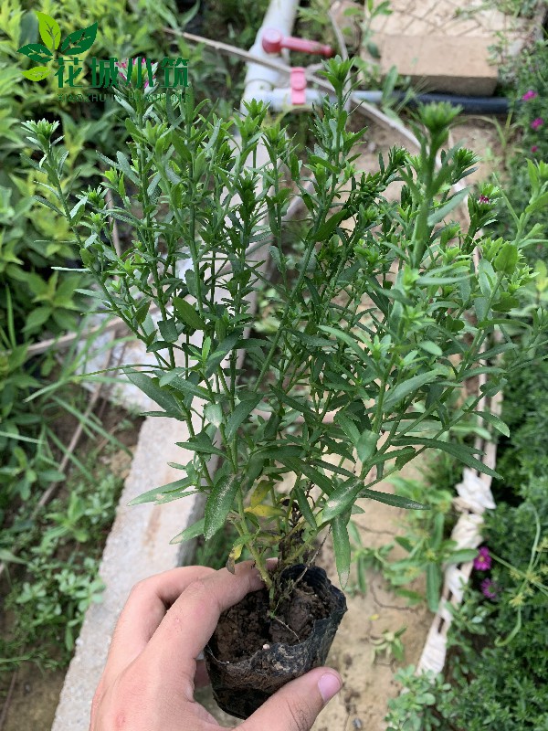 荷蘭菊