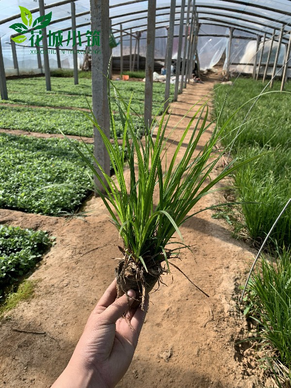 嶗峪苔草