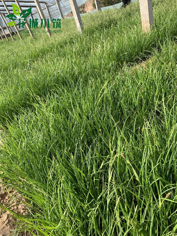嶗峪苔草