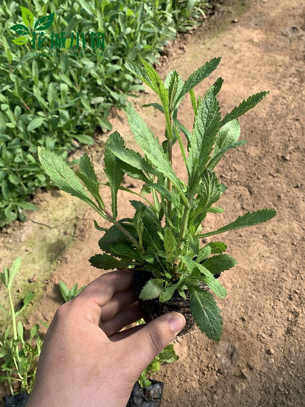 柳葉馬鞭草