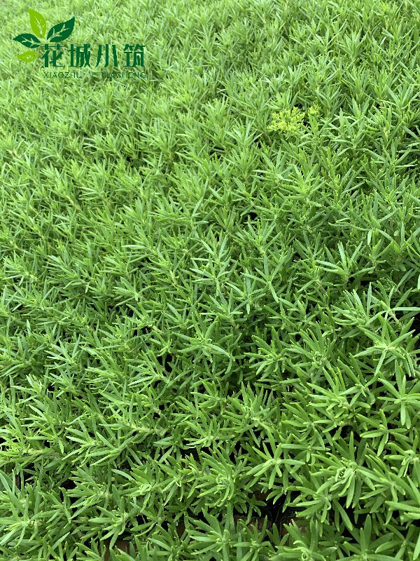 綠葉佛甲草