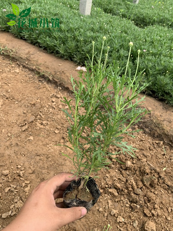 瑪格麗特（木茼蒿）