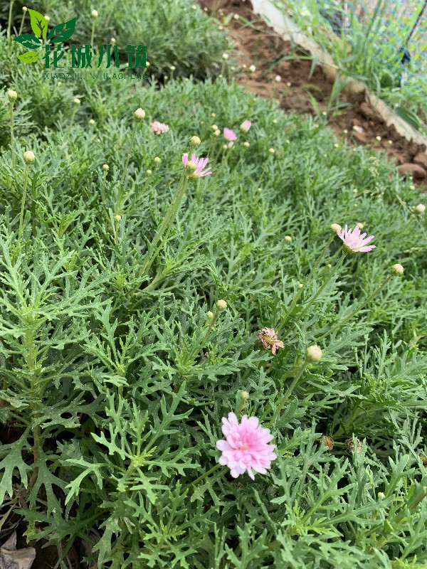 瑪格麗特（木茼蒿）
