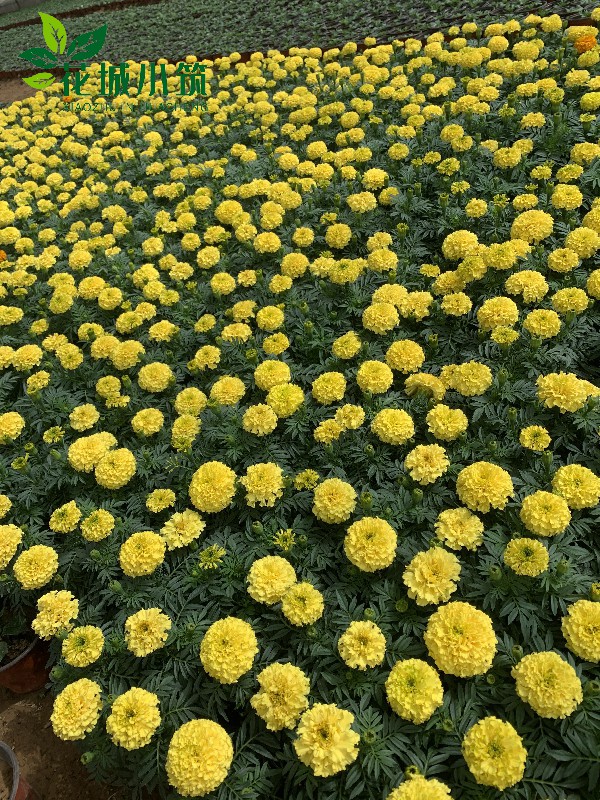 萬壽菊