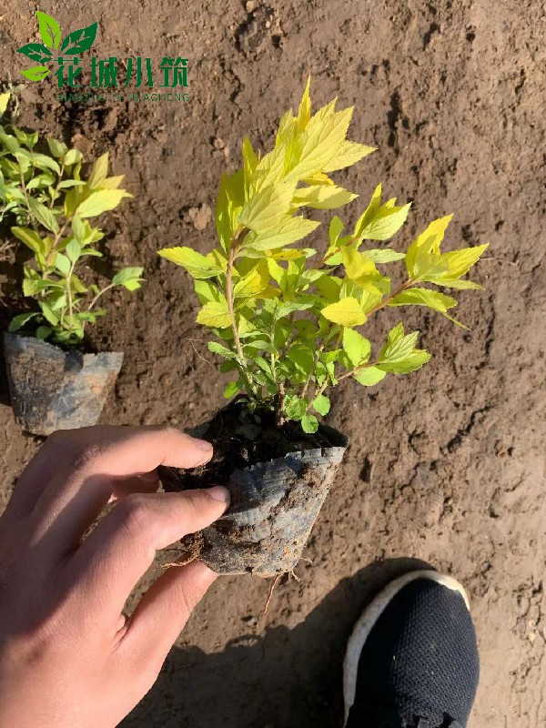 繡線菊