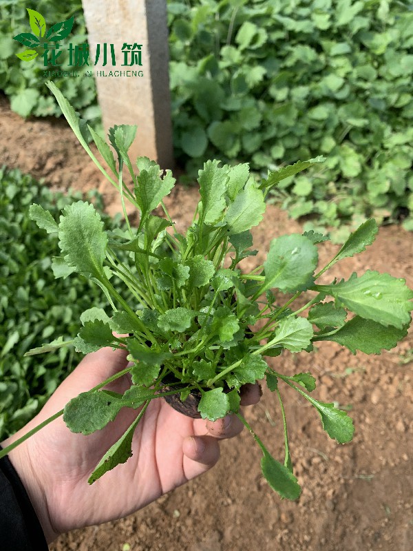大濱菊