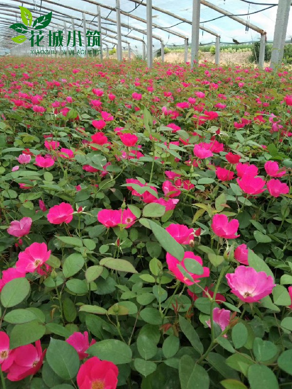 豐花月季