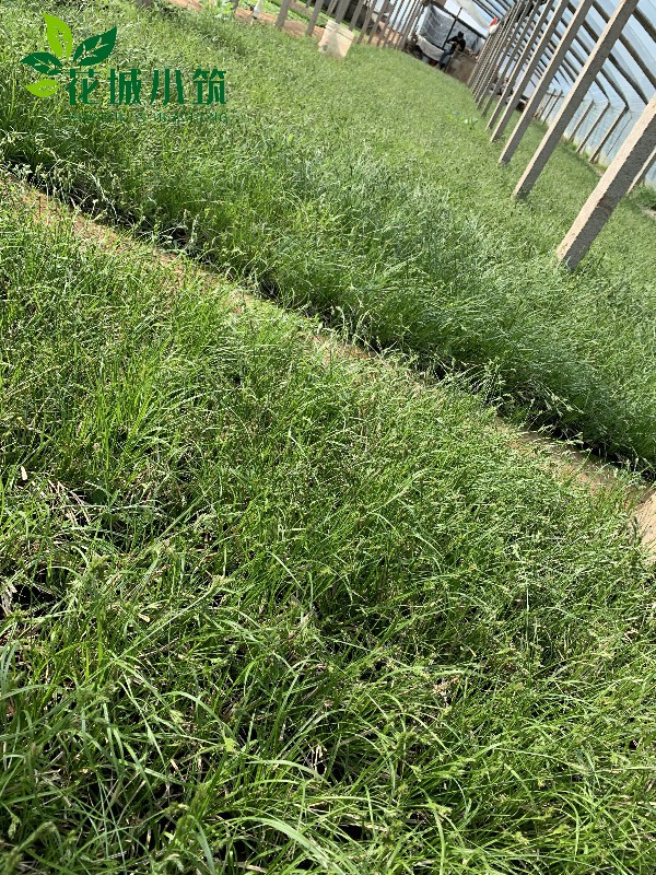 青綠苔草