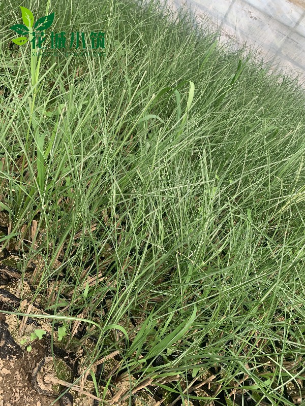 細葉芒