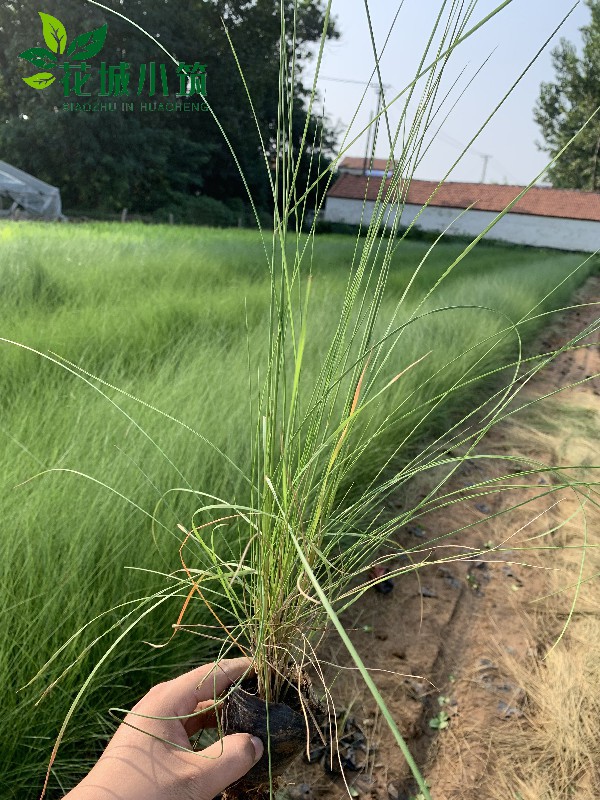 粉黛亂子草