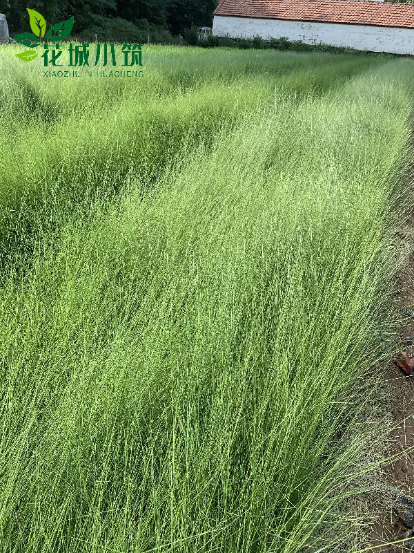 粉黛亂子草