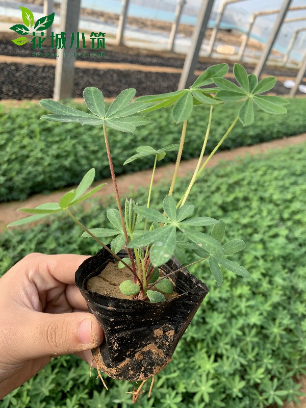 魯冰花（羽扇豆）