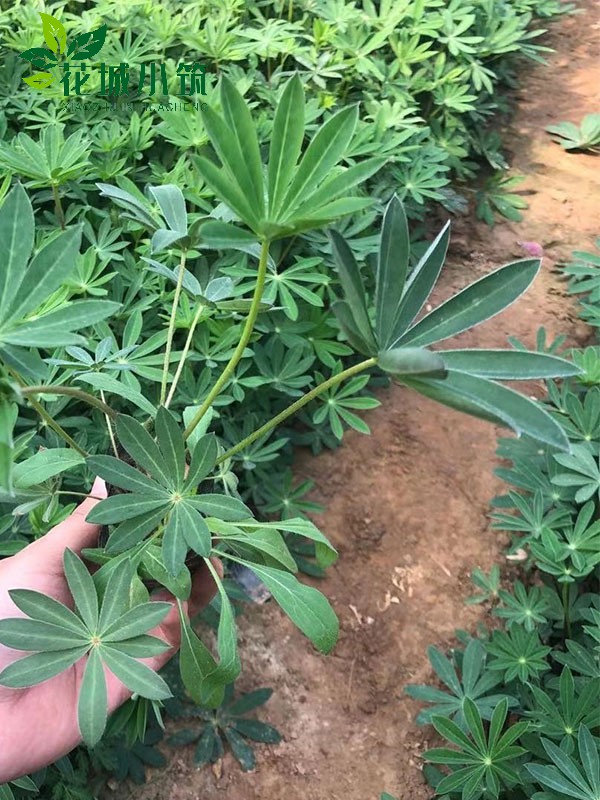 魯冰花（羽扇豆）