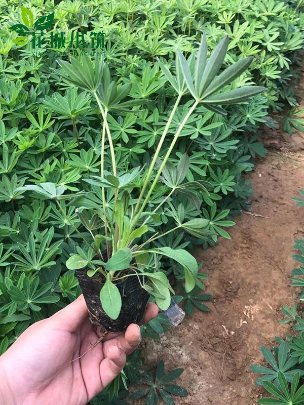 魯冰花（羽扇豆）