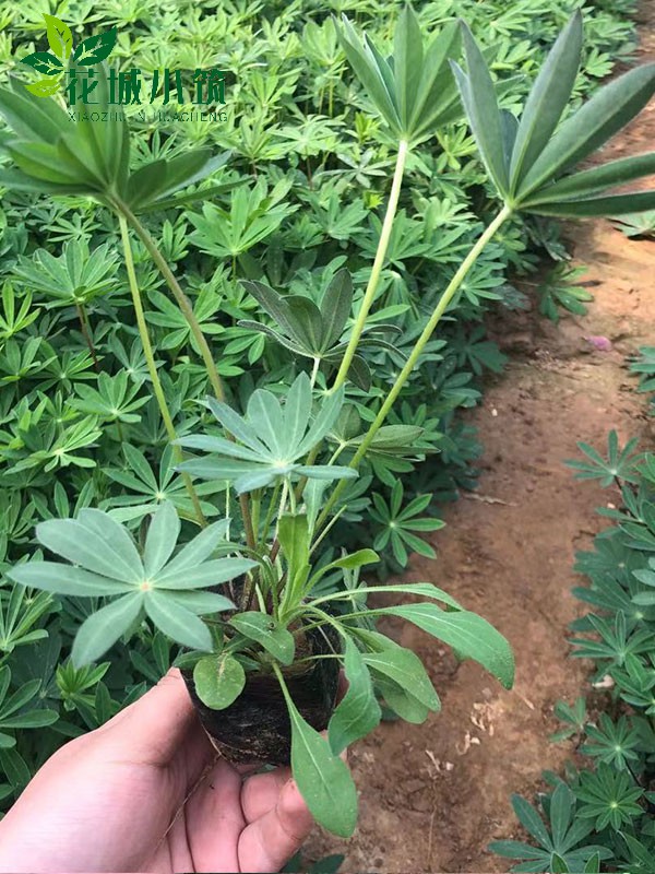 魯冰花（羽扇豆）