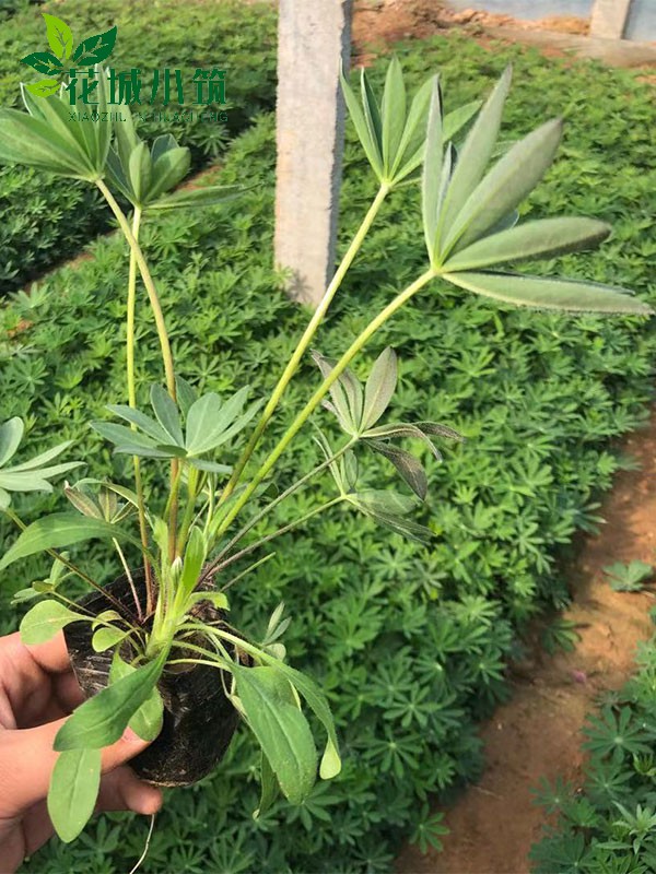 魯冰花（羽扇豆）