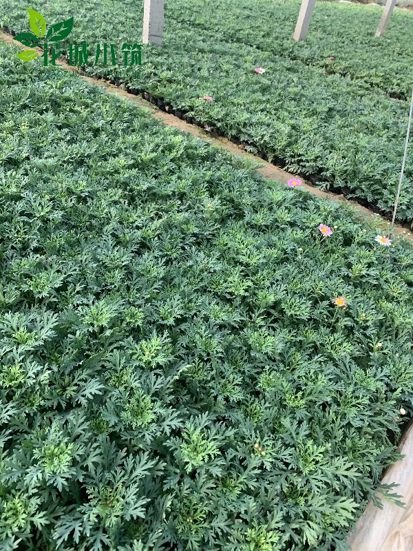 魯冰花（羽扇豆）