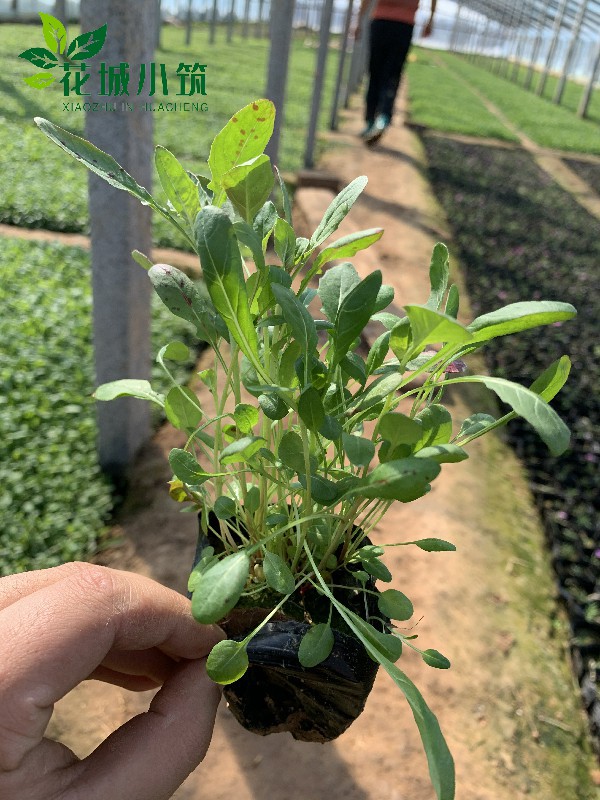 美麗月見草