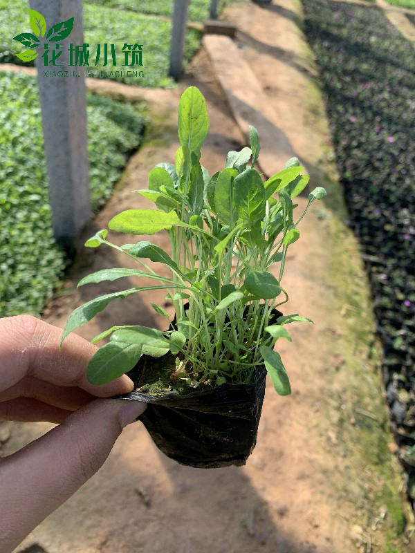 美麗月見草