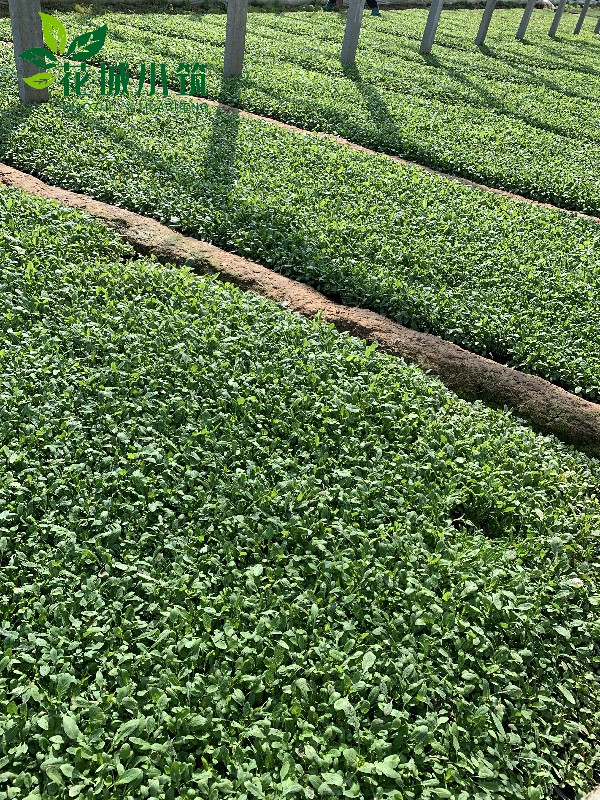 美麗月見草