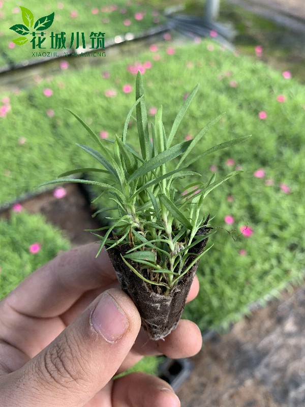 歐石竹穴盤苗