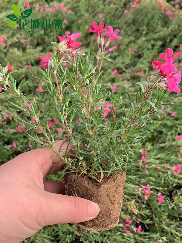 芝櫻（叢生福祿考）