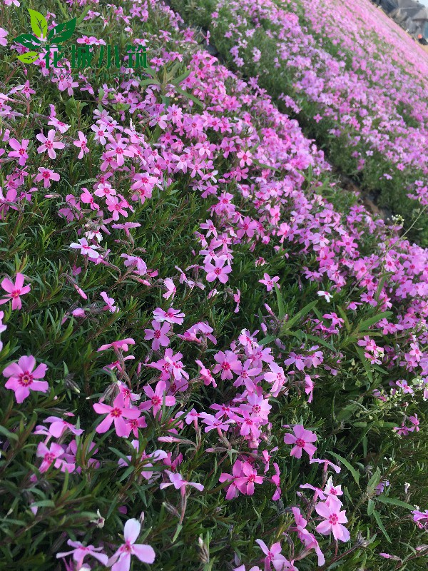 芝櫻（叢生福祿考）