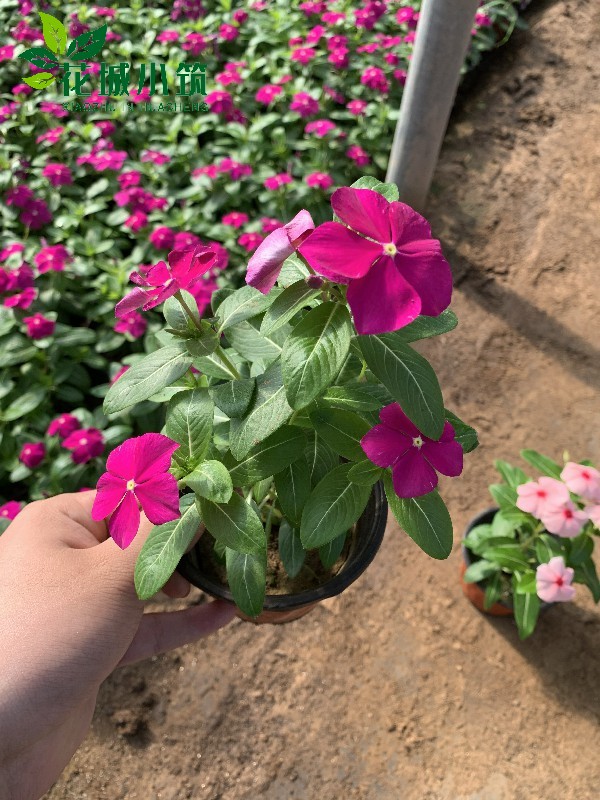 　進口天天開（長春花）