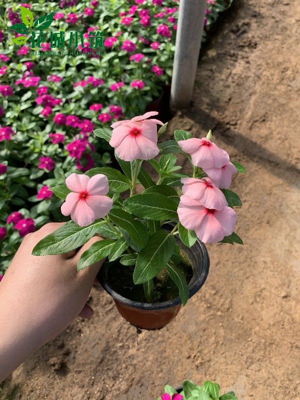 　進口天天開（長春花）