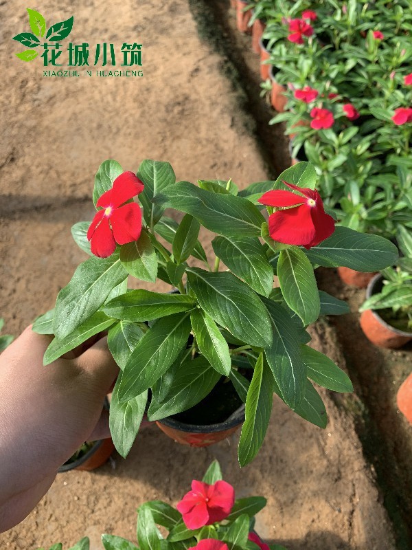 進口天天開（長春花）