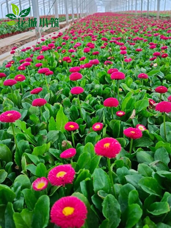 雛菊