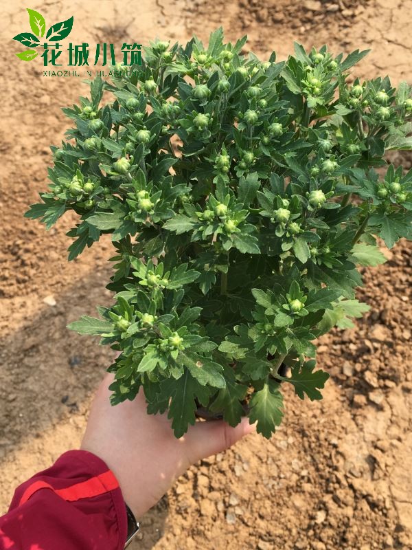 國(guó)慶菊