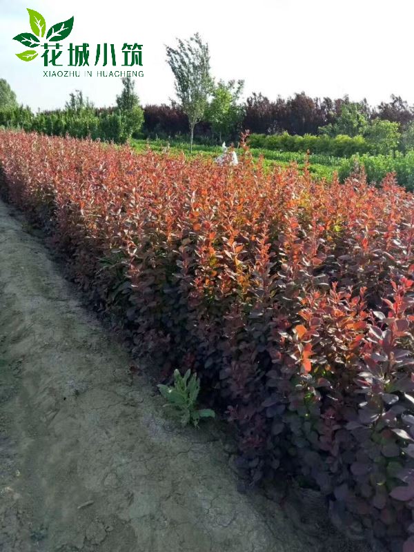 紅葉小檗