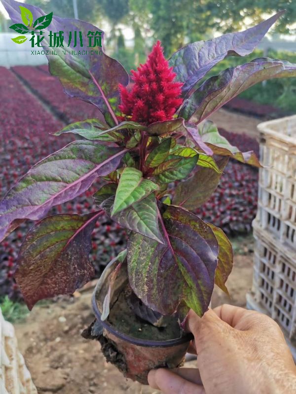 雞冠花