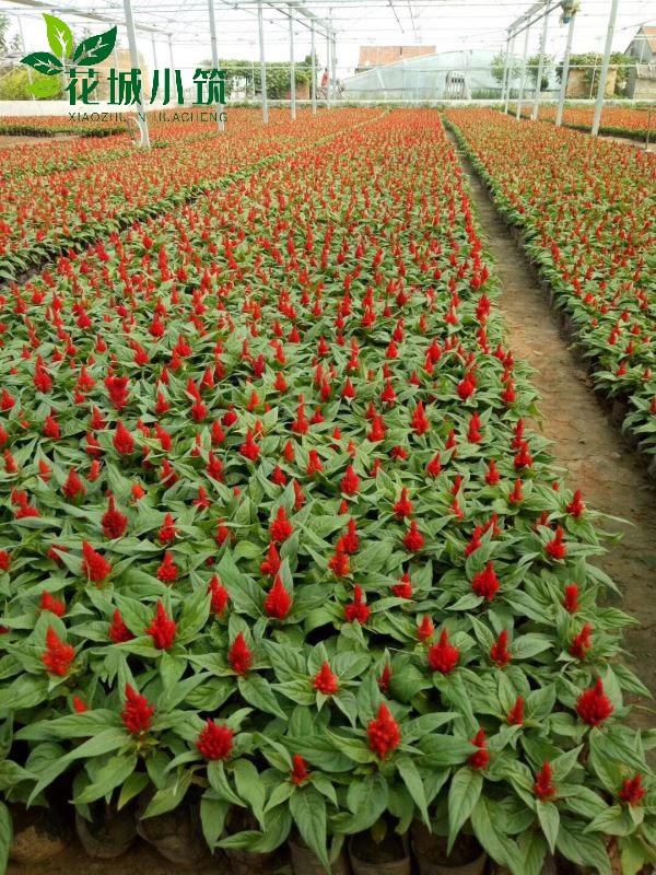 雞冠花