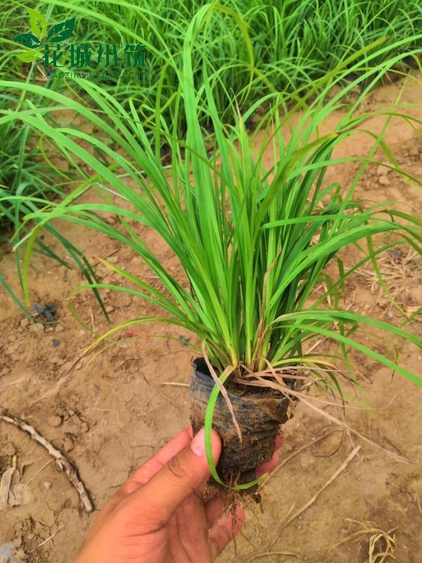 嶗峪苔草