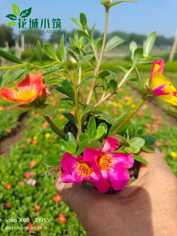 太陽花