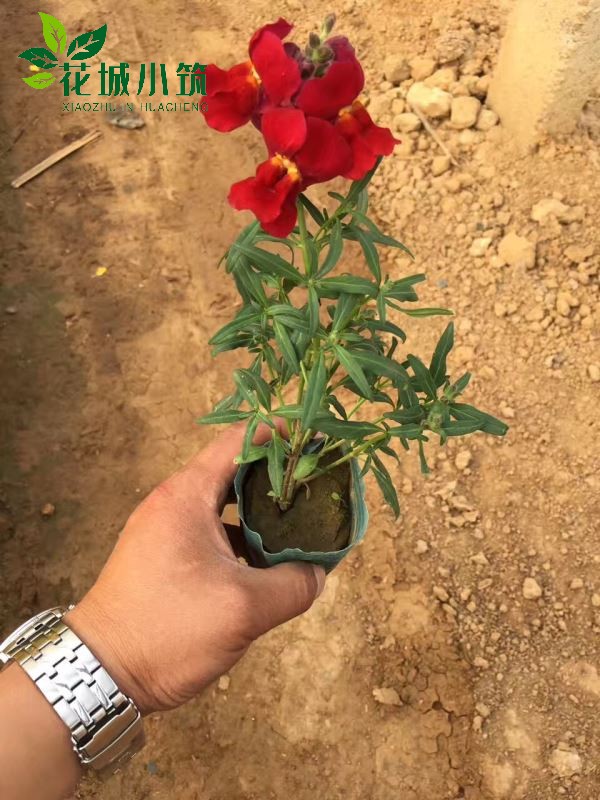金魚草