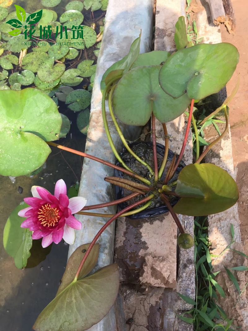 睡蓮