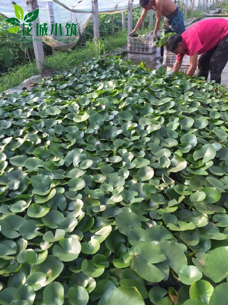 睡蓮