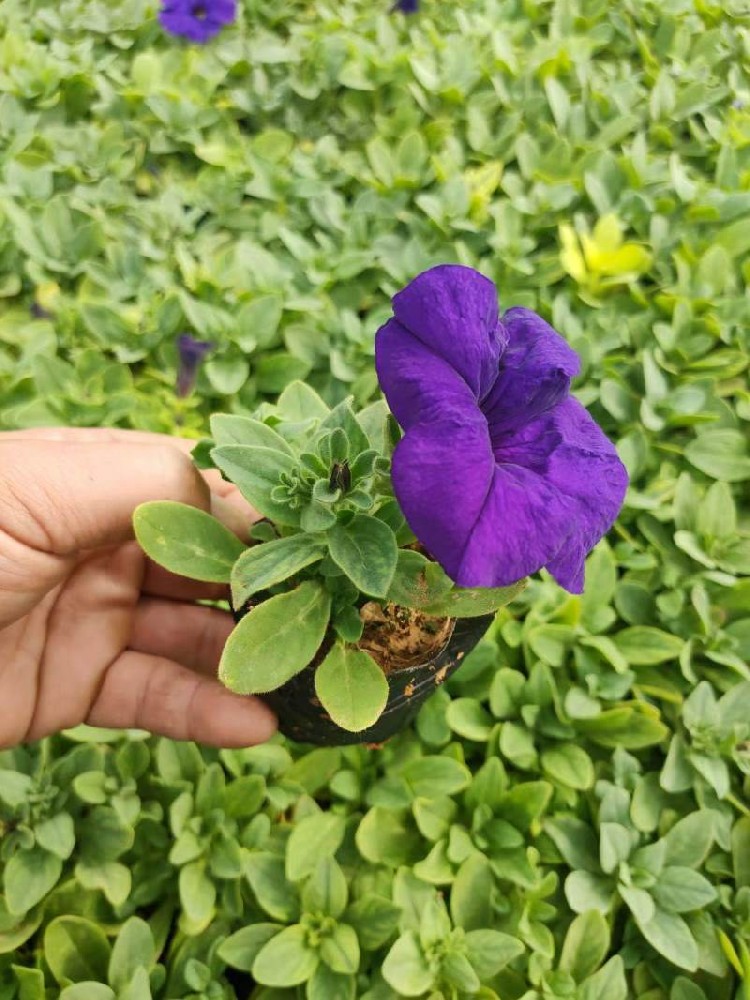 矮牽牛