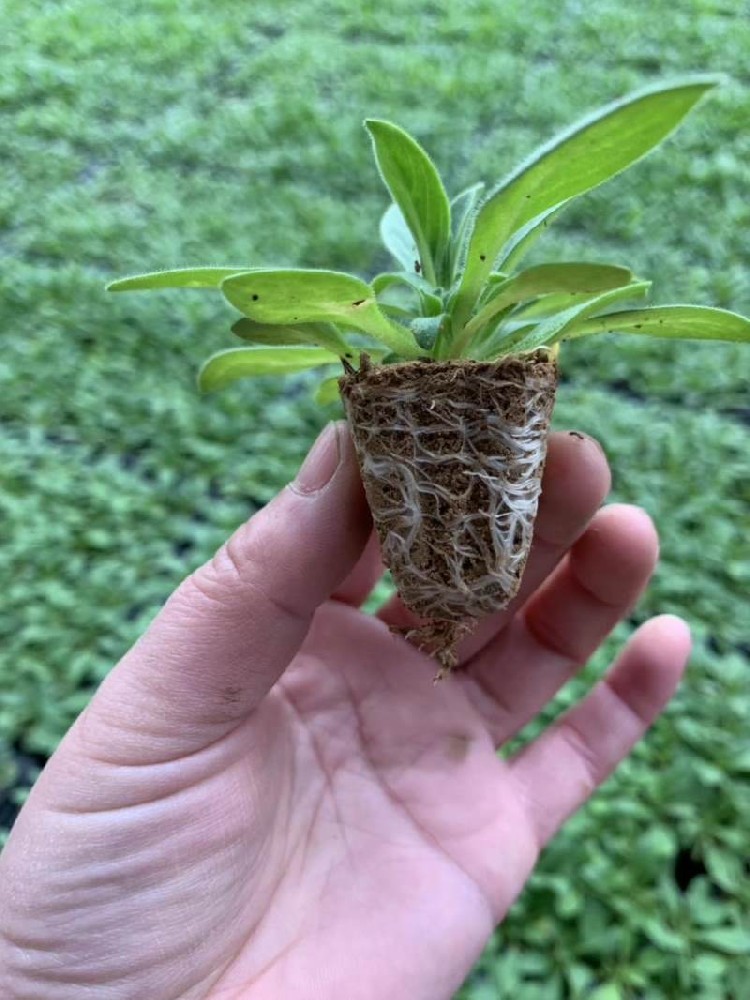 矮牽牛穴盤苗
