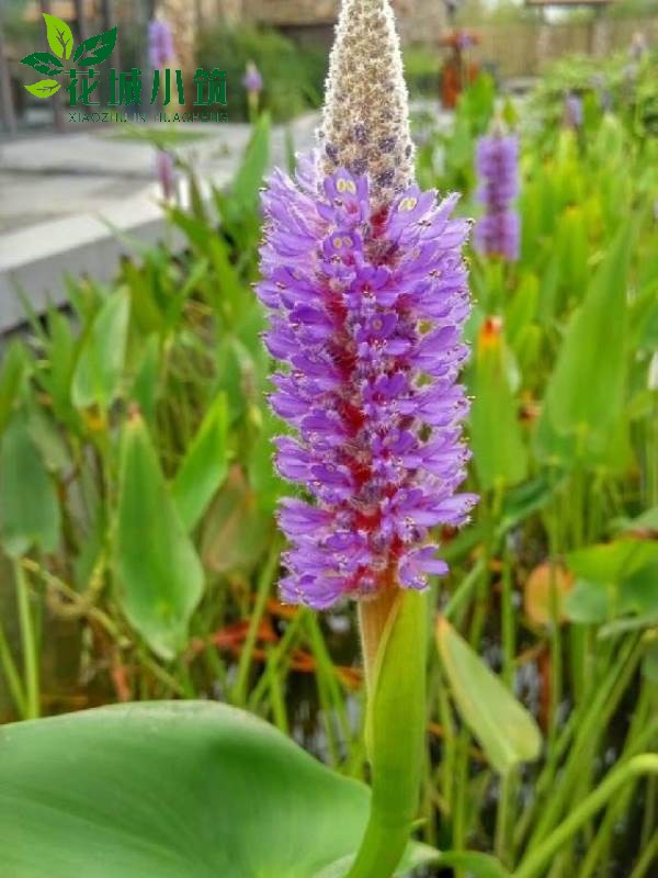 梭魚草