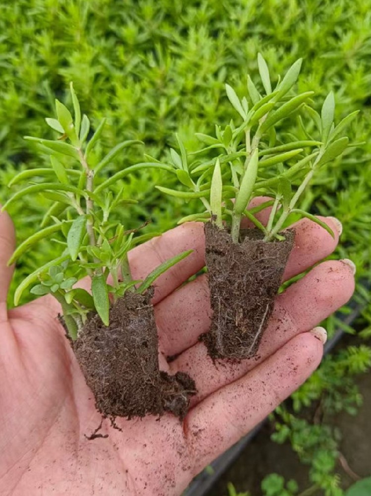 佛甲草穴盤苗