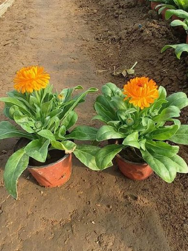 金盞菊