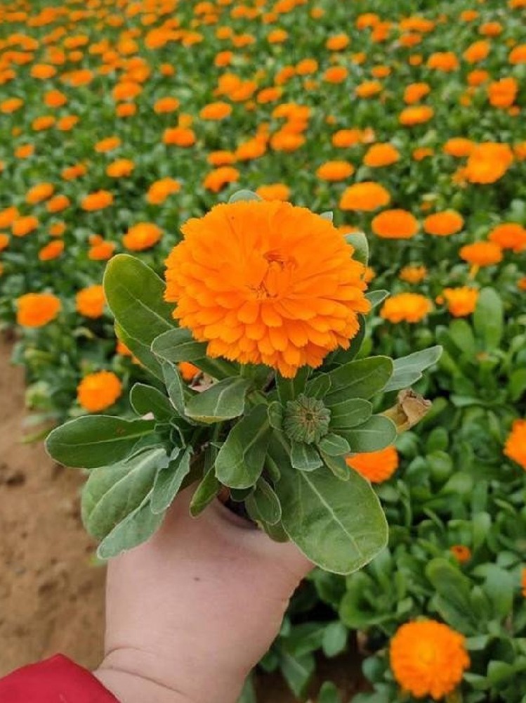 金盞菊